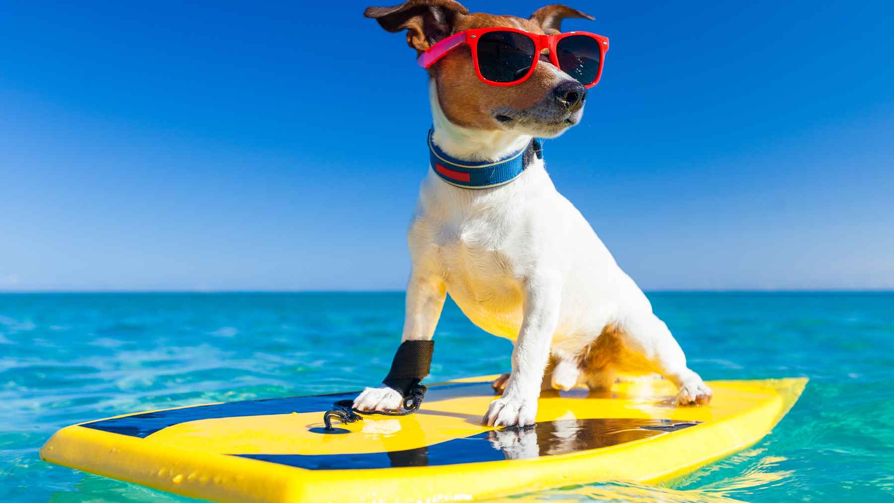 Un perro sobre una tabla de surf.