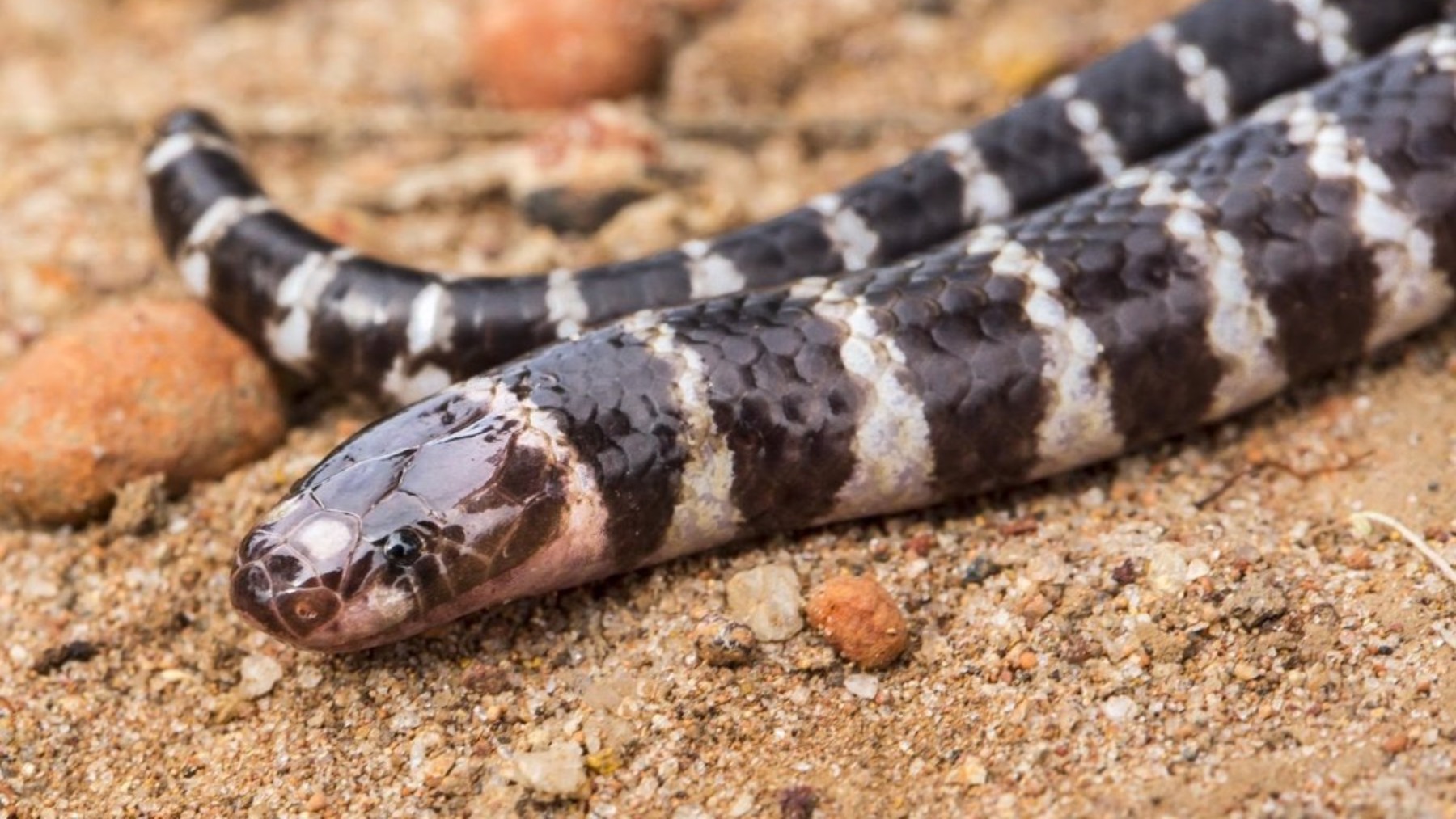 Serpiente. (Foto: EP)