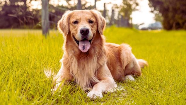 ¿Cómo cuidar las almohadillas de tu perro en verano? Los consejos de una veterinaria