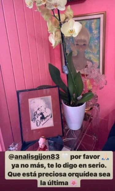 Alaska publica un storie sobre la orquídea. (Instagram)