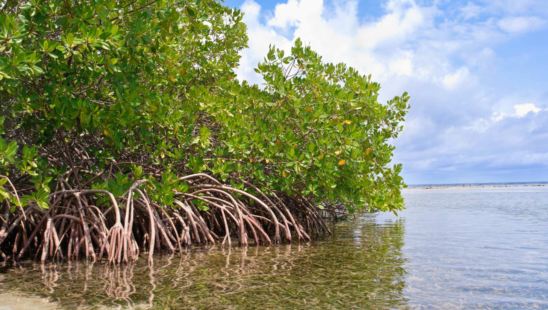 La importancia de los manglares.