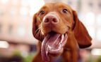 Si tu perro hace este movimiento con la lengua preocúpate: el aviso de los veterinarios