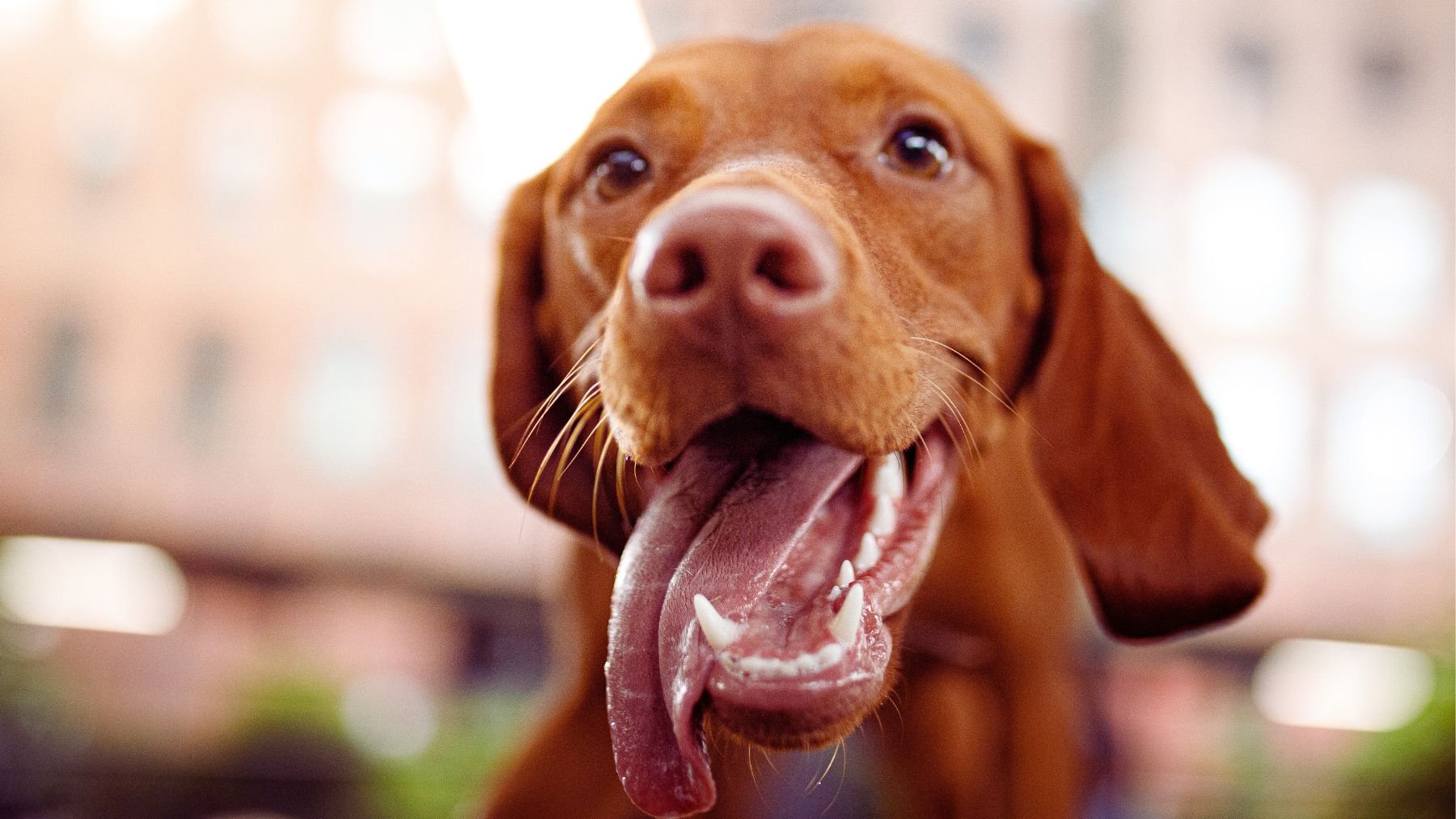 Un perro con la lengua fuera.