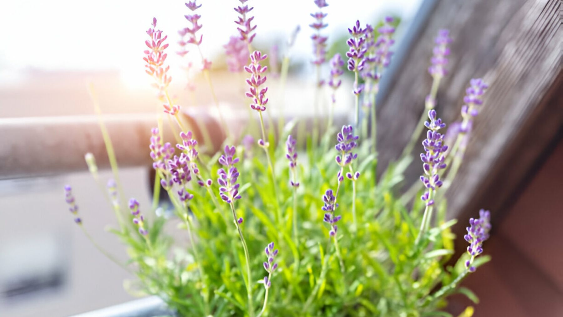 Planta de lavanda.