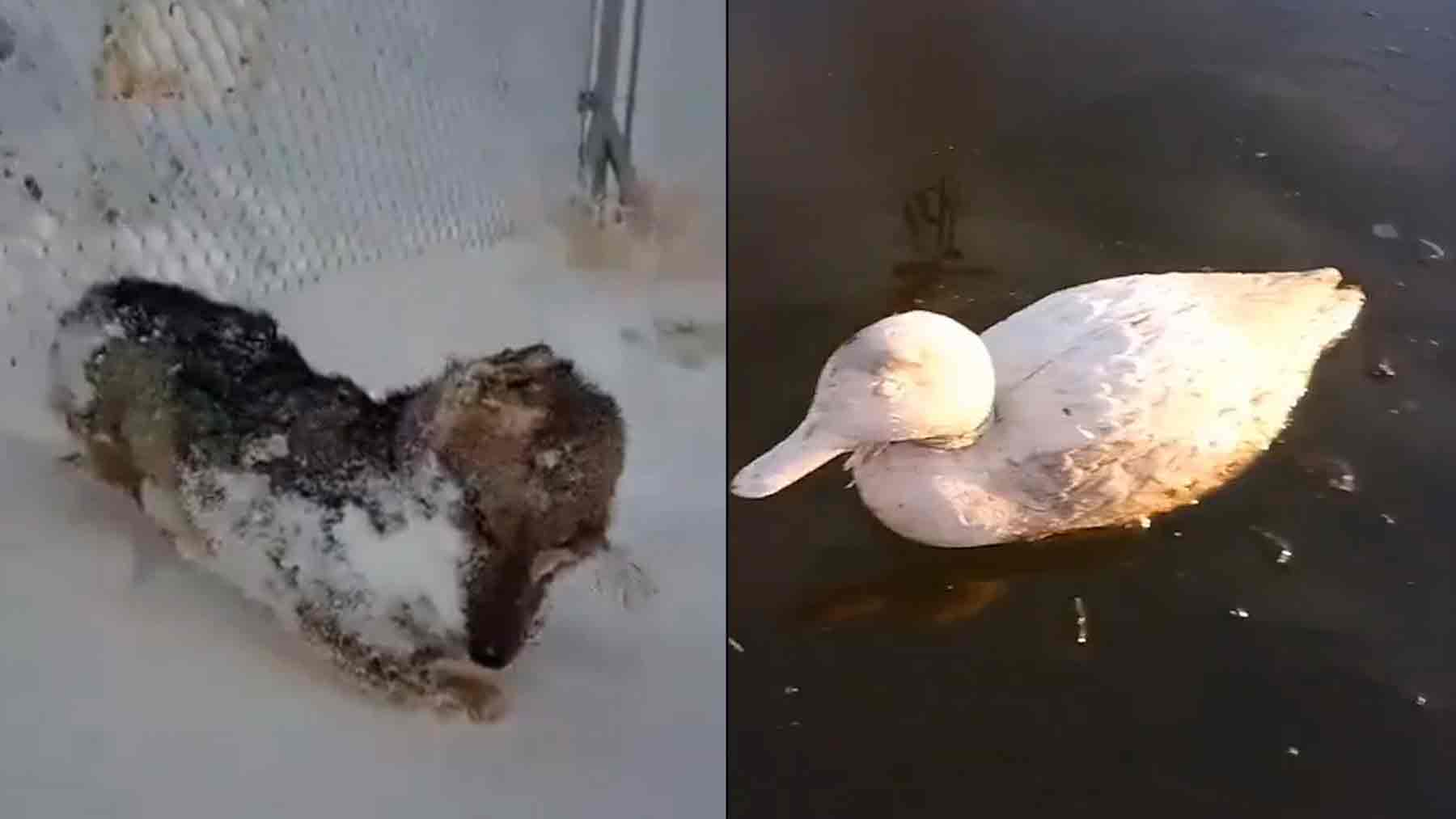 Las imágenes de las consecuencias en los animales del frío polar en Argentina deja secuencias estremecedoras