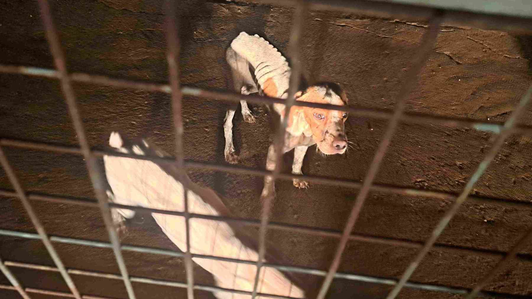 Perros desnutridos y abandonados en una finca de Manacor. POLICÍA LOCAL DE MANACOR