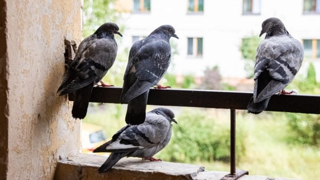 Palomas, Palomas ventanas, Palomas en casa,