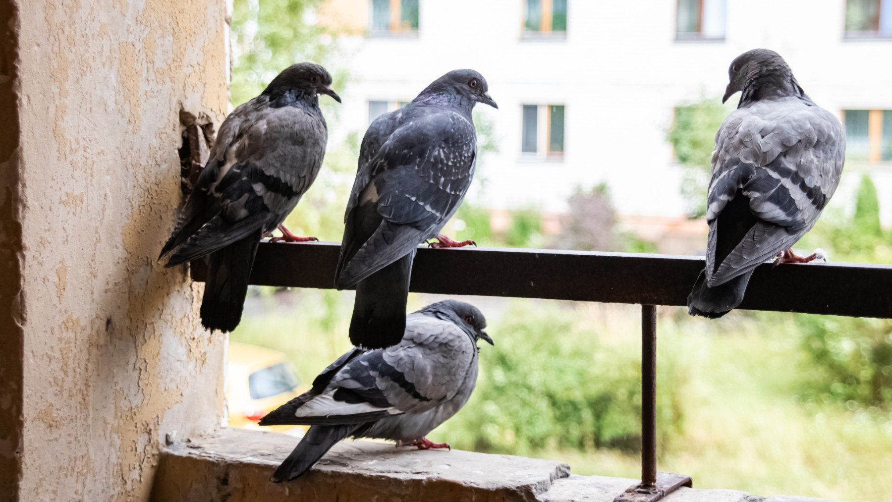 Palomas en un balcón. (iStock)