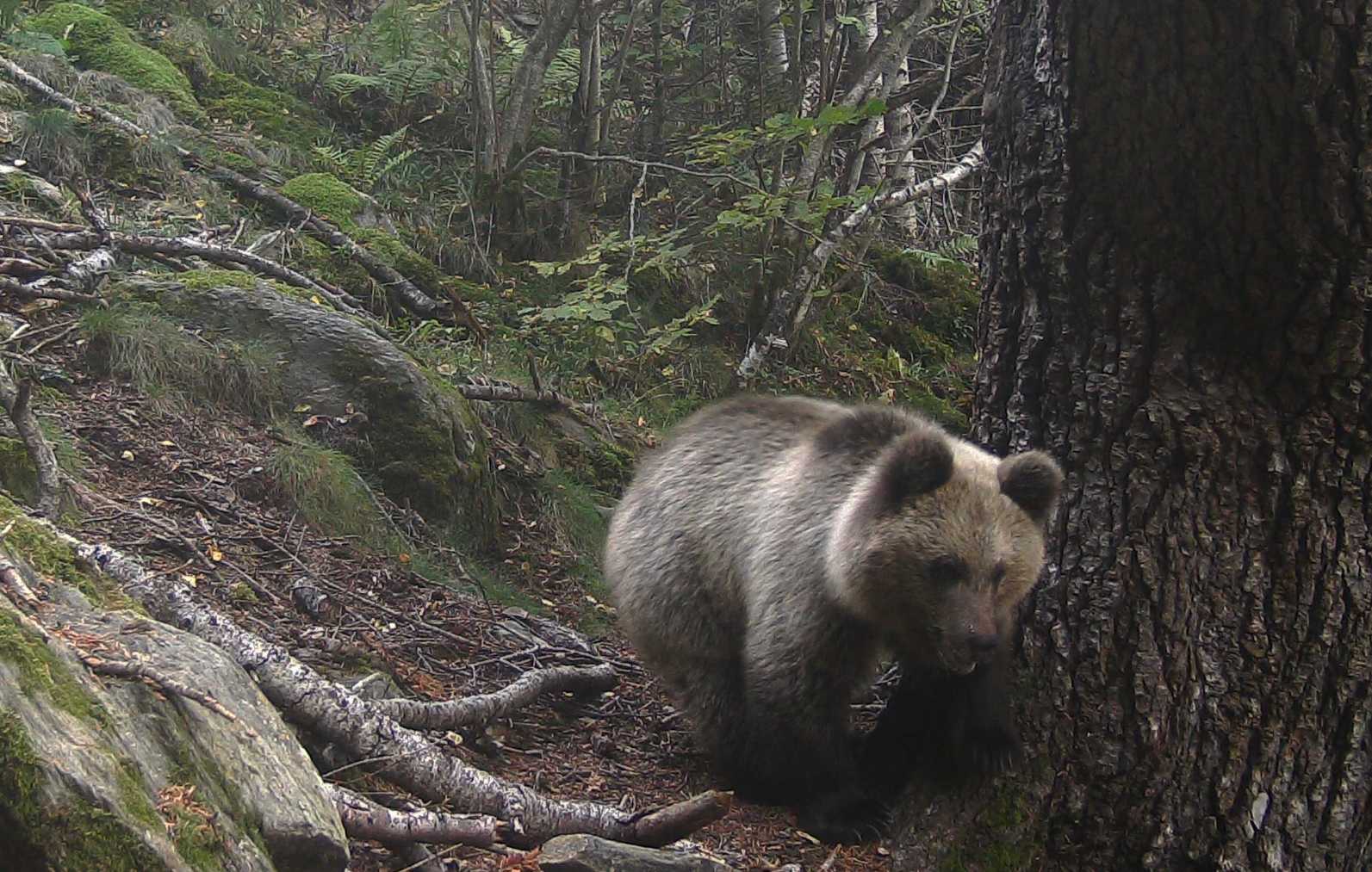 Un oso en el Pirineo (EP).