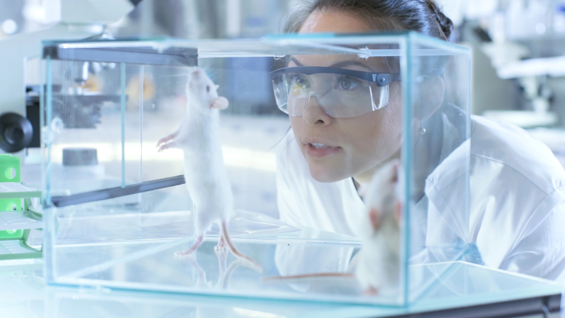 Una científico estudia el comportamiento de ratones en el laboratorio.