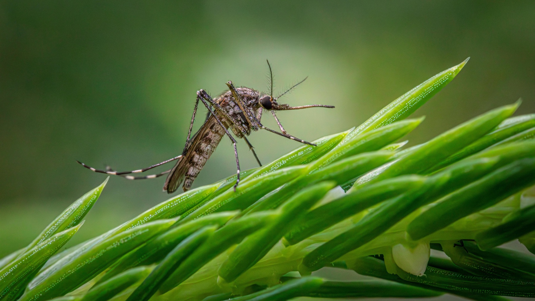 Mosquito transmisor del Virus del Nilo.