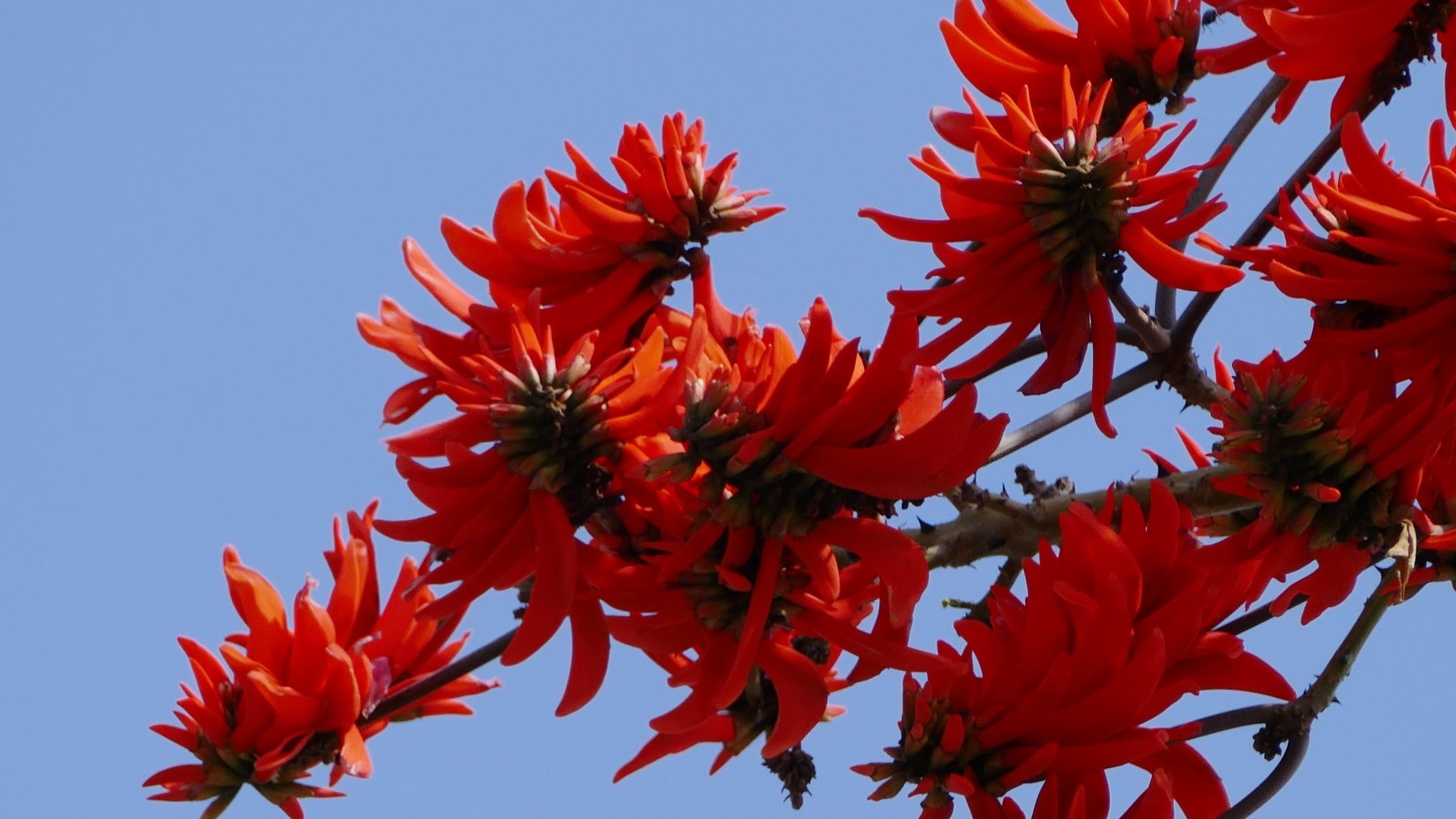 Las plantas como la Erythrina caffra pasarán a llamarse Erythrina affra, con la nueva norma aprobada.