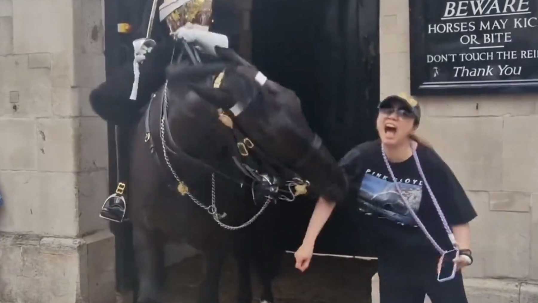 Caballo de la Caballería Real mordiendo a una turista.