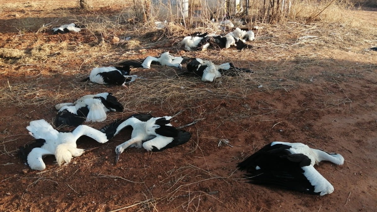 Imagen de las cigüeñas blancas muertas al pie de un Centro de Transformación (Foto: Isaac Cortes Ruíz – SEO/BirdLife)