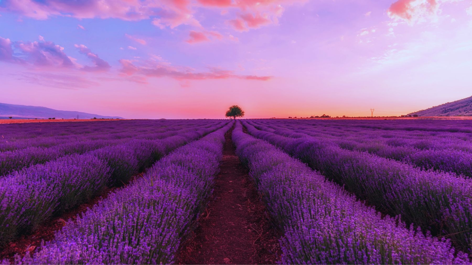 Campo de lavanda.