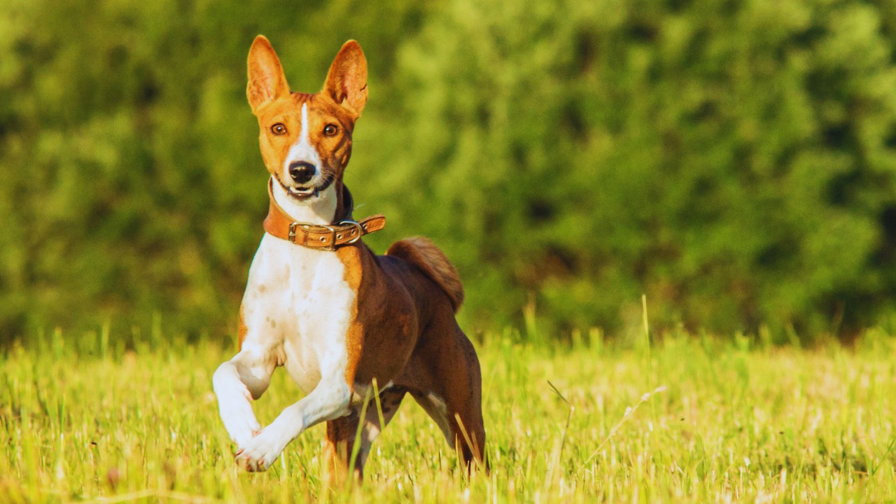 Basenji.