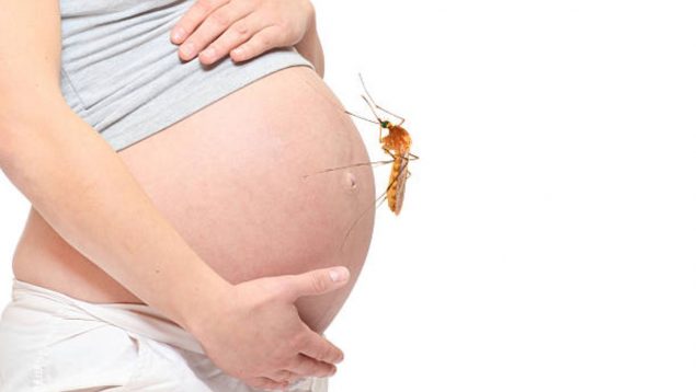 embarazadas mosquitos
