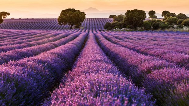 Campos lavanda