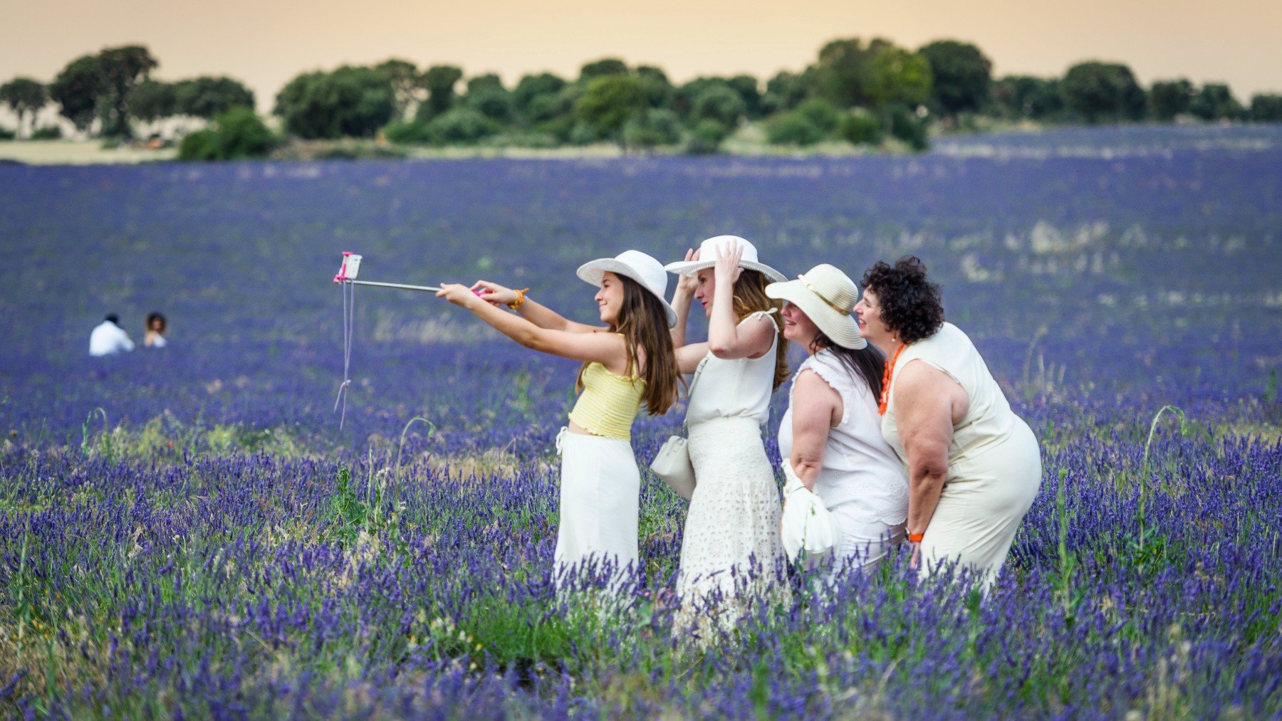 Miles de turistas acuden a los campos de lavanda para inmortalizar en un instante su visita a estos bellos pasiajes