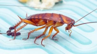 Cucarachas