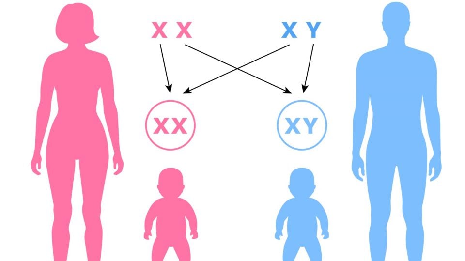 Qué significa ser intersexual y su diversidad cromosómica