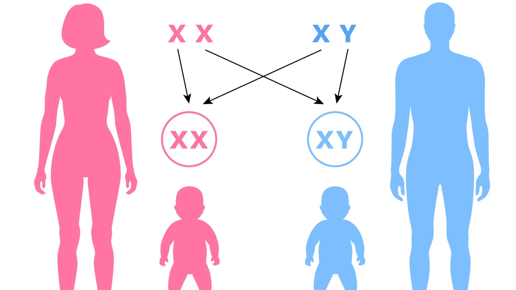 Qué significa ser intersexual y su diversidad cromosómica