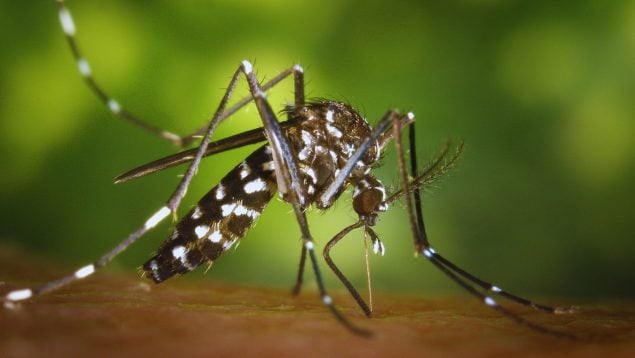 Truco para limpiar la mosquitera