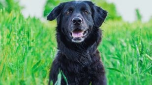 Perros podrían comerse a sus dueños