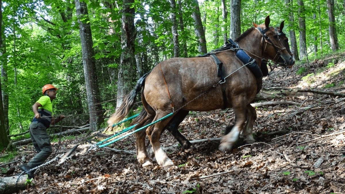 La utilización de caballos podría volver a ser una realidad en los montes y bosques (Foto: FEDIT)