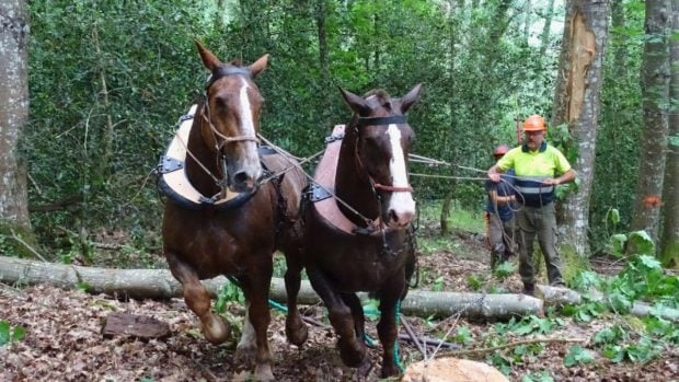 Vuelven a utilizar caballos para evitar incendios y aprovechar económicamente los residuos forestales