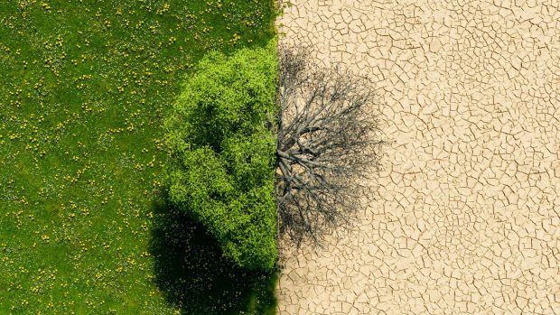 arbol cambio climático