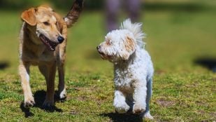 Raza de perros que peor tolera el calor