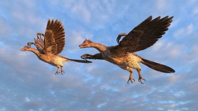 Nuevas evidencias sugieren que los dinosaurios tenian plumas