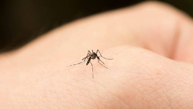 Foto detalle de un mosquito tigre sobre la piel de la mano.