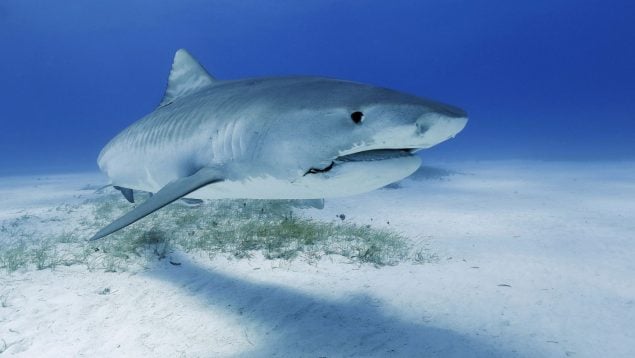 Tiburón en aguas canarias