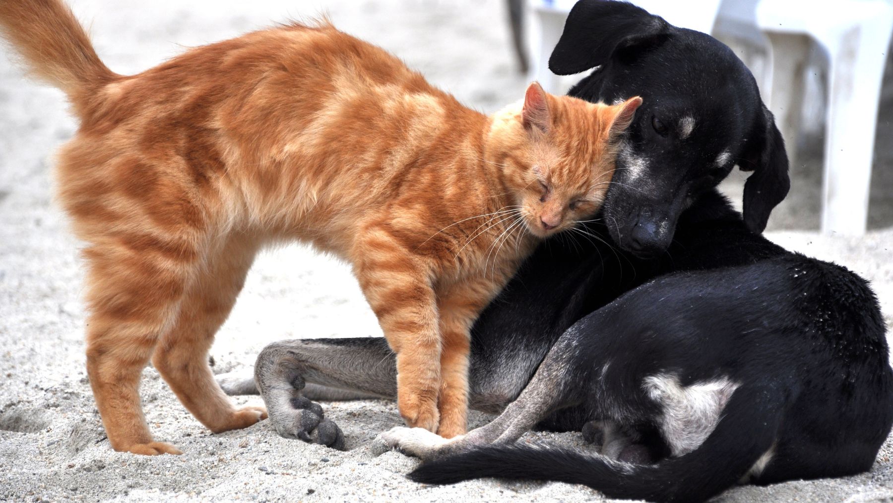 Un gato y un perro.