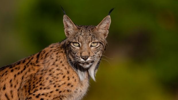 Lince Castilla León