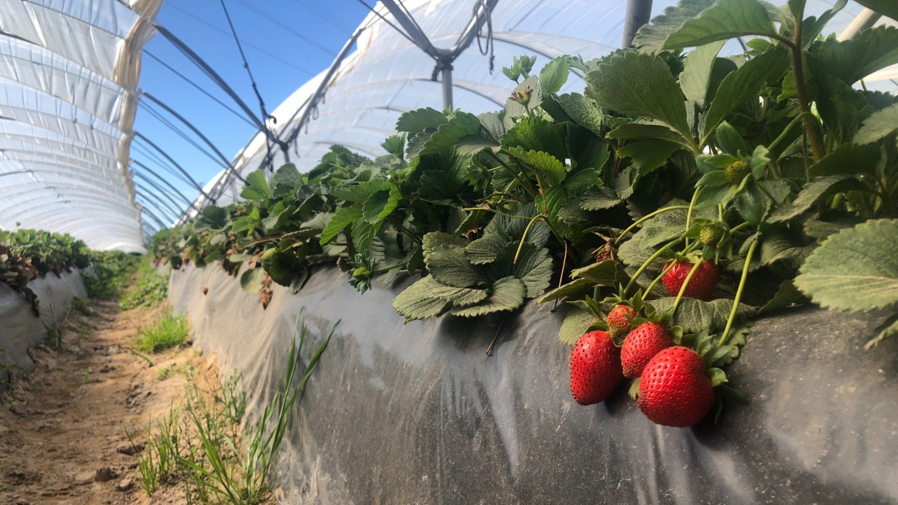 Cultivo de fresas en Doñana bajo plástico (Foto: Antonio Quilis)