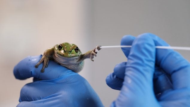 Saunas para ranas, el remedio que las salvará de su extinción