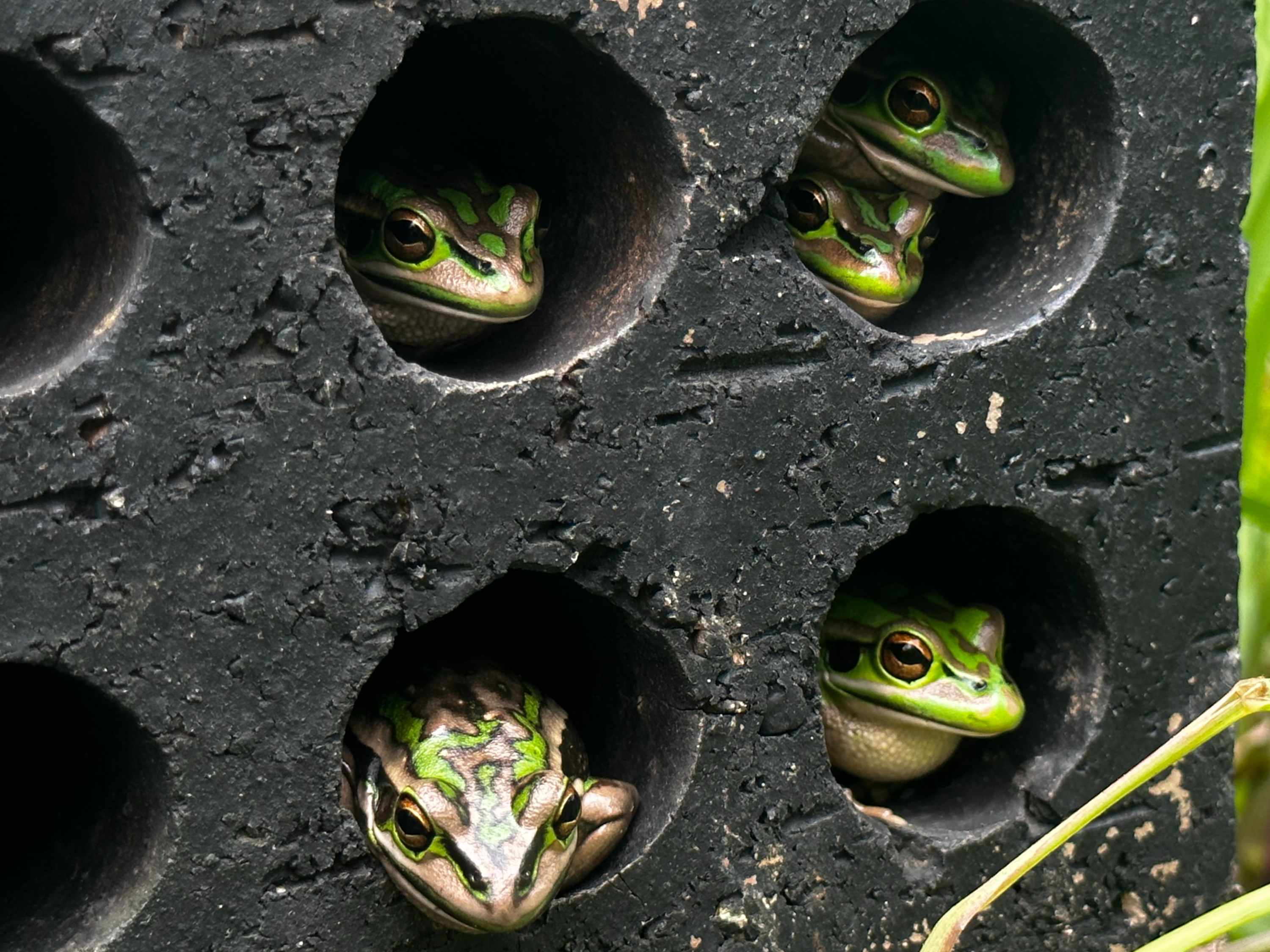 Las ranas se refugian en los ladrillos pintados de negro para aumentar su temperatura corporal. (Foto Anthony Waddle)