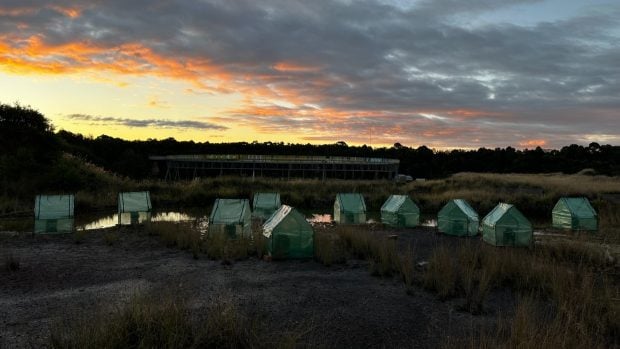 saunas refugio para ranas