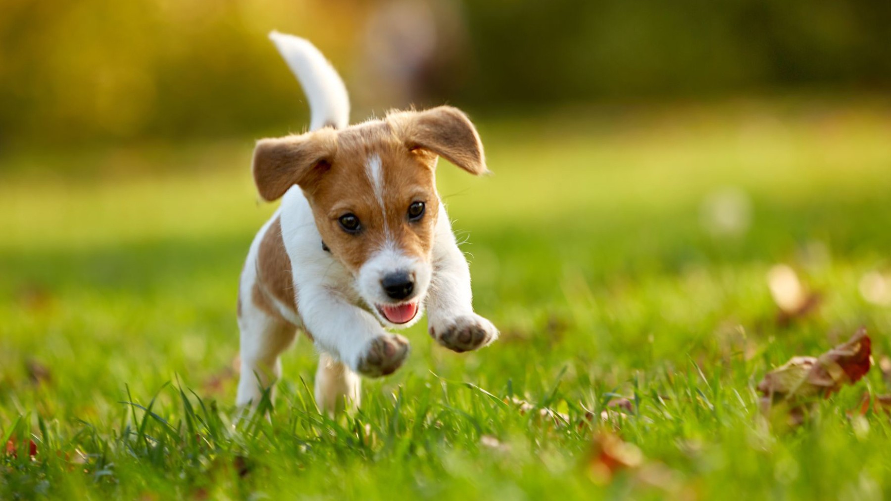 Una perro corre por el césped. (EP)