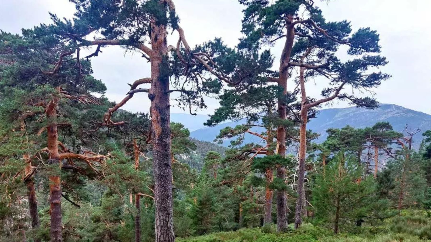 Descubre esta ruta de senderismo cerca de Madrid. Foto: Conoce Cercedilla
