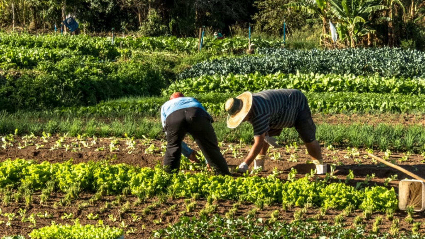 Una explotación agraria de hortalizas en Mallorca.