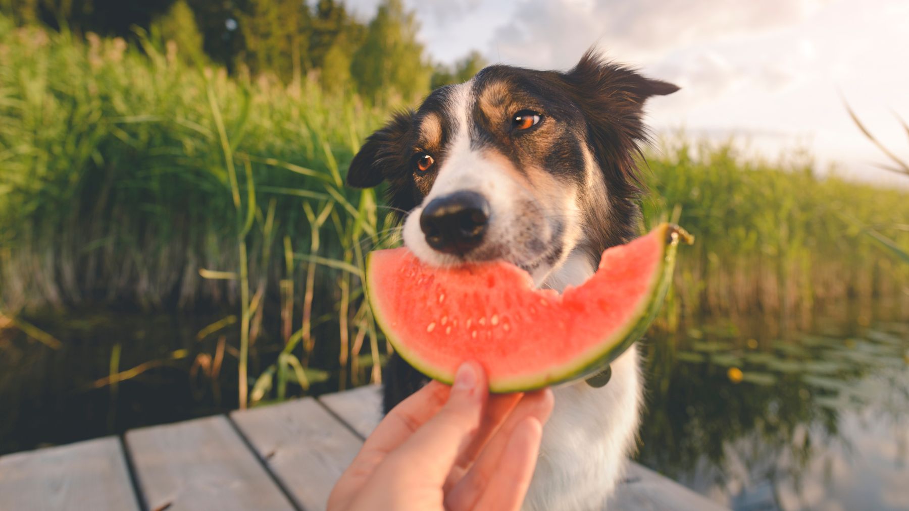 Un perro comiendo un trozo de sandía.