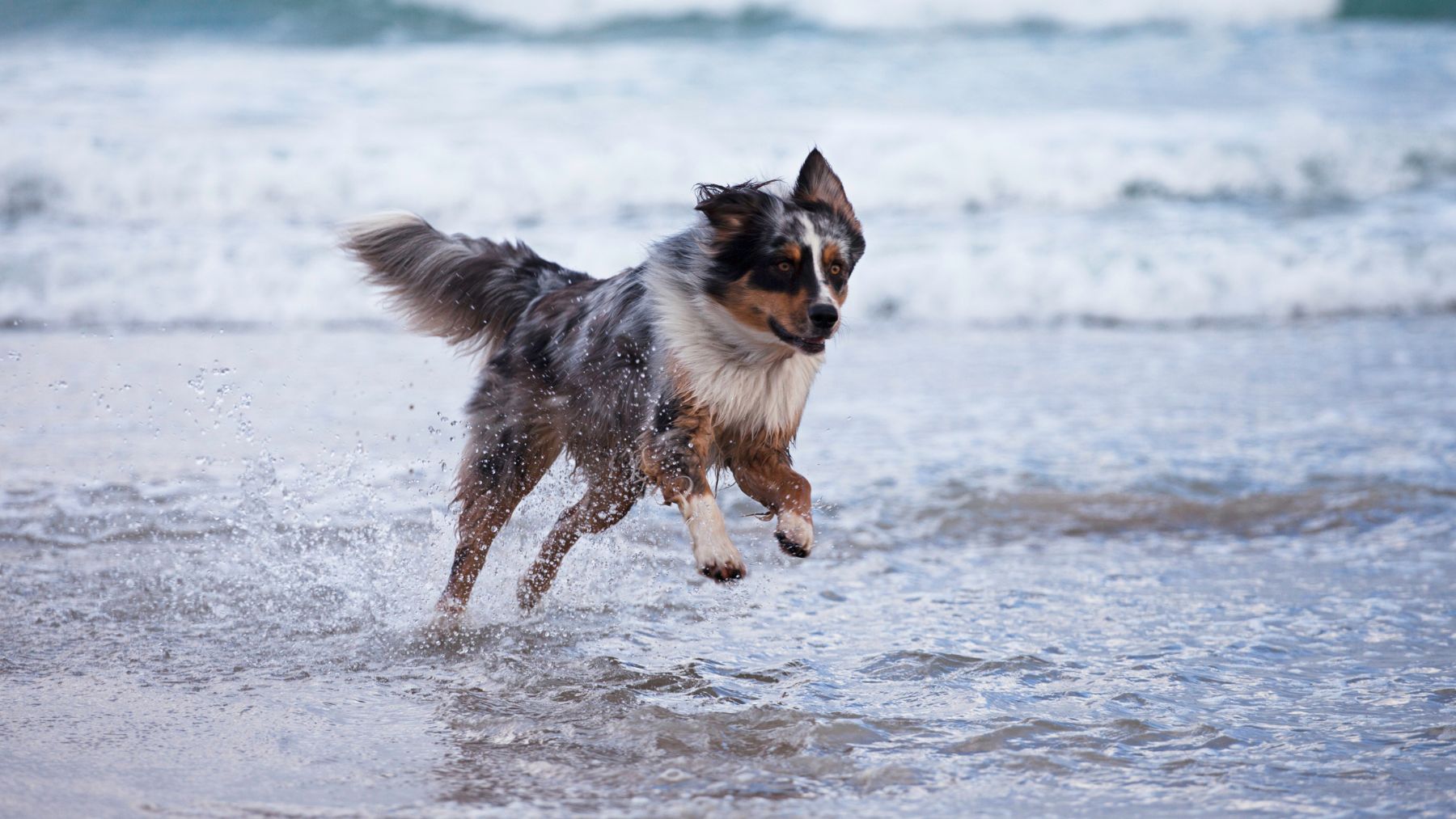 Un perro en la playa.