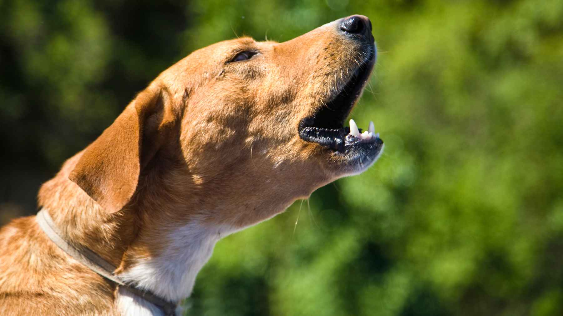 Un perro ladrando.