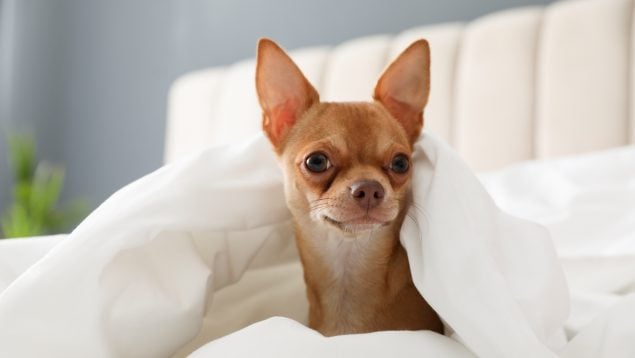 La ciencia lo confirma: tu perro te entiende cuando le hablas