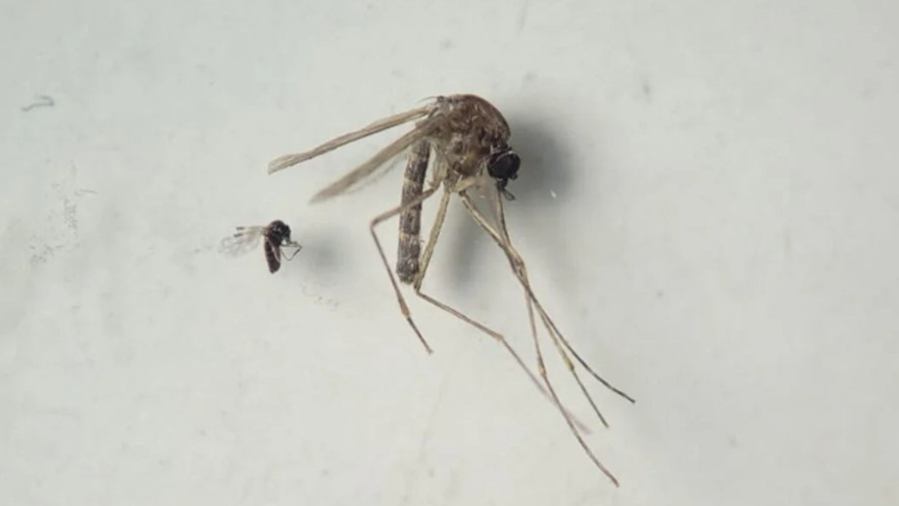 Mosquito que trasmite el virus de oropouche.