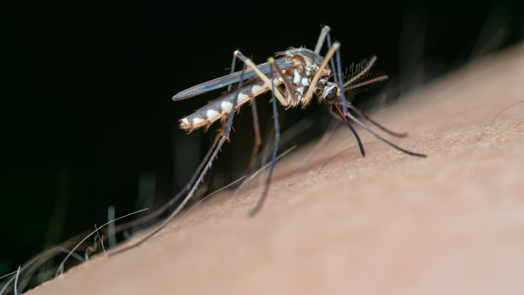 Imagen de un mosquito transmisor del virus del Nilo. (Foto: Ep)